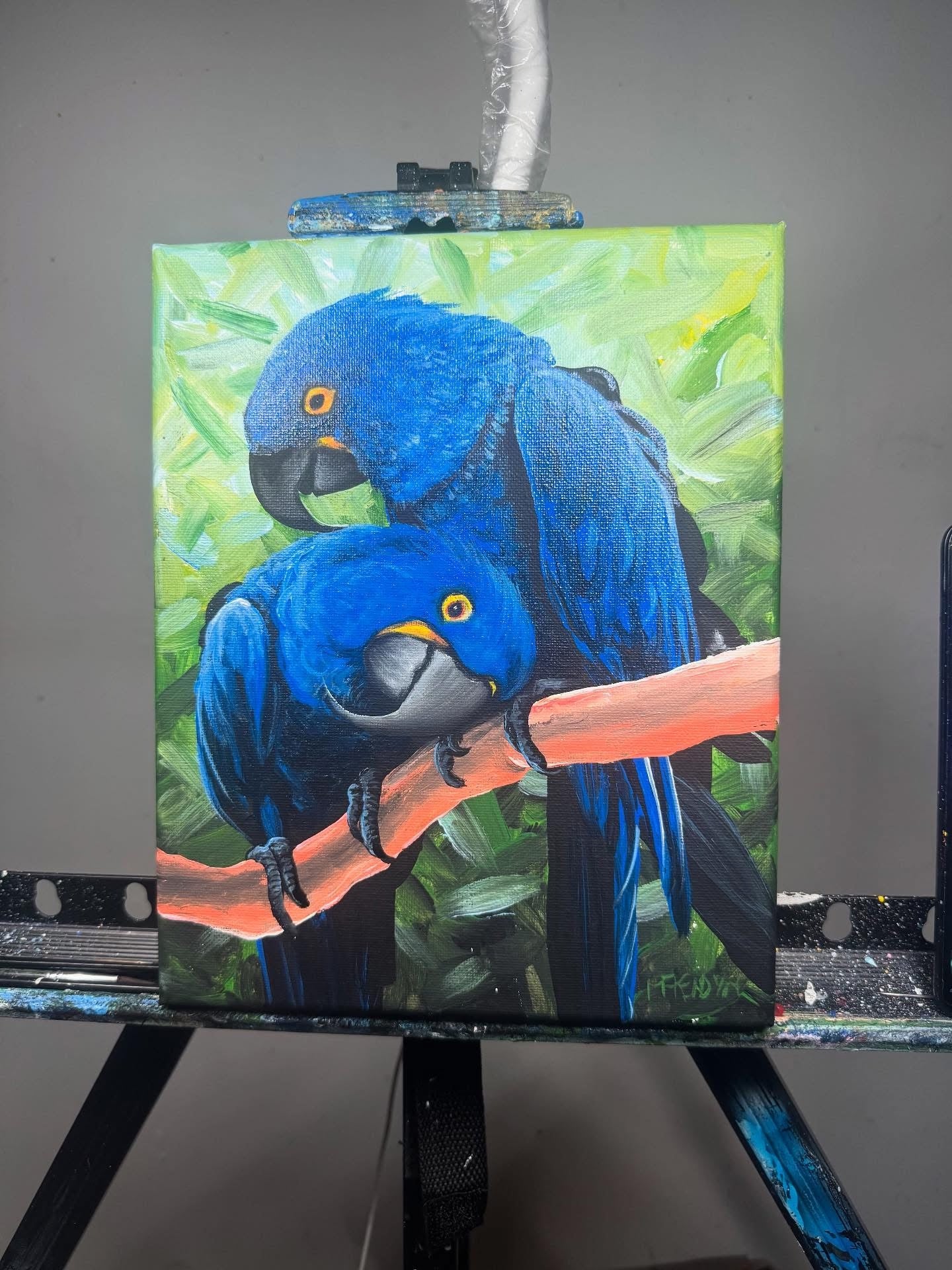 blue parrot